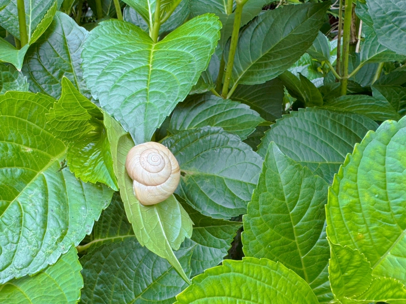 あじさいに