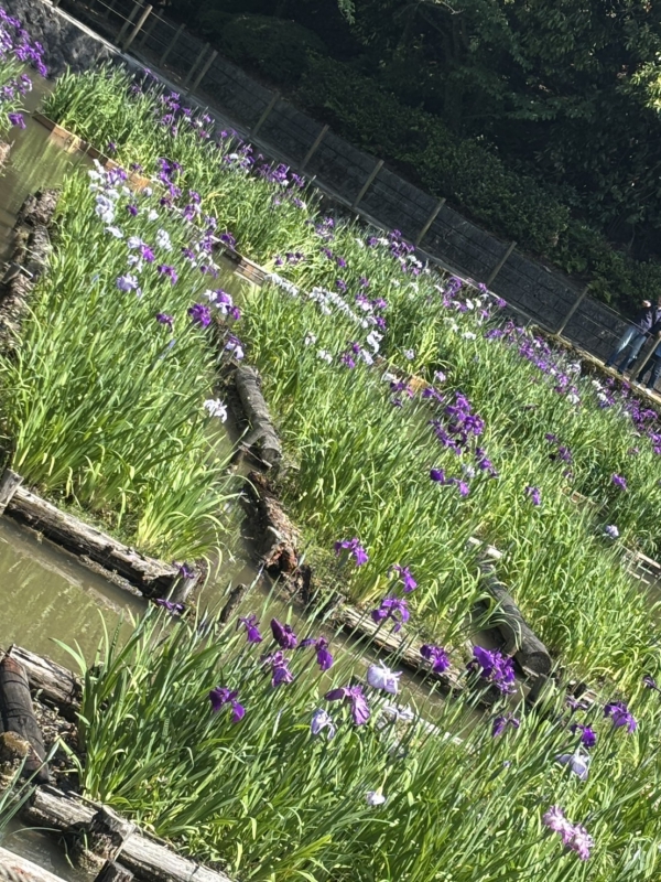 菖蒲を見に