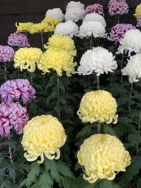 またまた菊花展