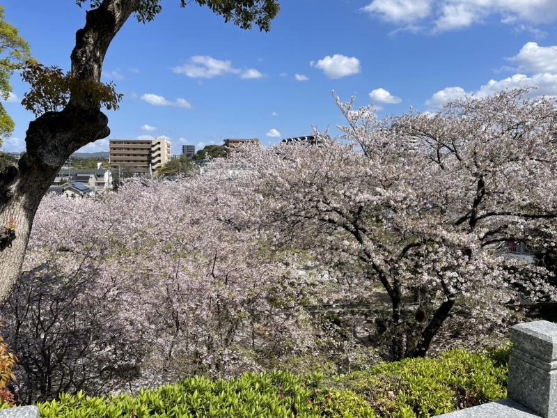 桜