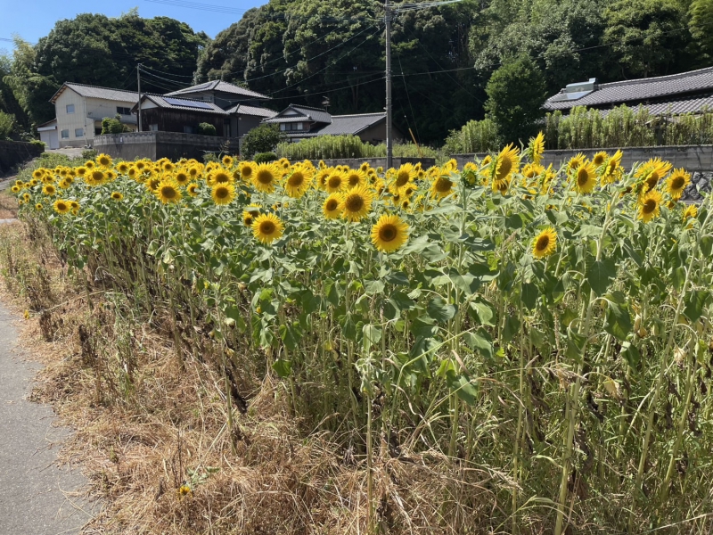 向日葵