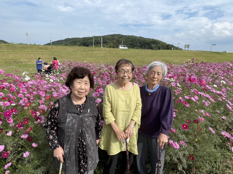 コスモス見学